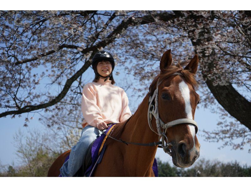 【鳥取・大山】人気No1！お散歩コース◆乗馬トレッキング◆馬のおやつ付の紹介画像