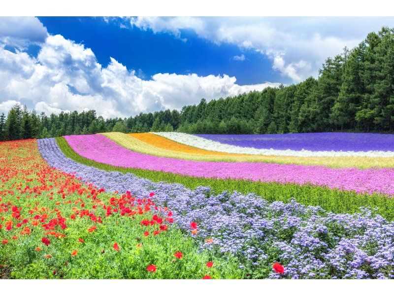 [Departing from Sapporo, Hokkaido/Asahikawa] Enjoy Asahiyama Zoo and the fantastic atmosphere of Biei/Blue Pond & Furano flower gardens or a day trip bus tour to the stylish Ningle Terraceの紹介画像