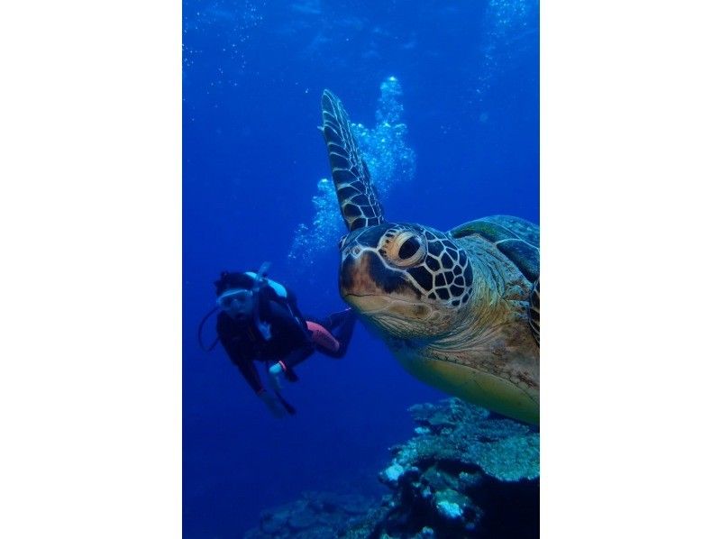 石垣島【船で行く・未経験者歓迎】 幻の島上陸 &体験ダイビング（半日）の紹介画像