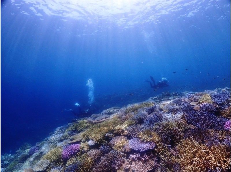 石垣島【船で行く・未経験者歓迎】 幻の島上陸 &体験ダイビング（半日）の紹介画像