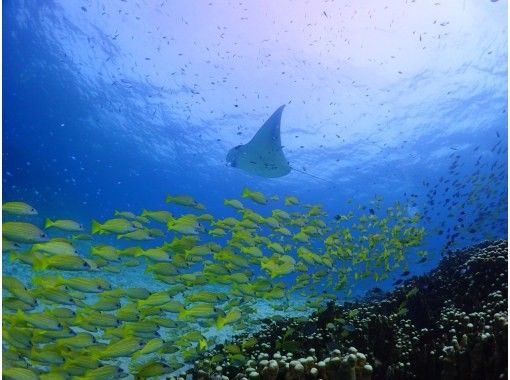 石垣島【ライセンス不要・初心者歓迎・船で行く】 大満足体験ダイビングツアー(1日) 石垣島【ライセンス不要・初心者歓迎・船で行く】 大満足体験ダイビングツアー(1日)