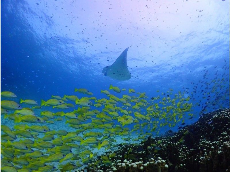 石垣島【ライセンス不要・初心者歓迎・船で行く】 大満足体験ダイビングツアー（1日）の紹介画像