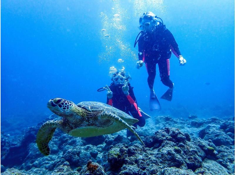 石垣岛【无需执照，欢迎初学者，乘船前往】体验可以看到蝠鲼和海龟的潜水之旅（1天）の紹介画像