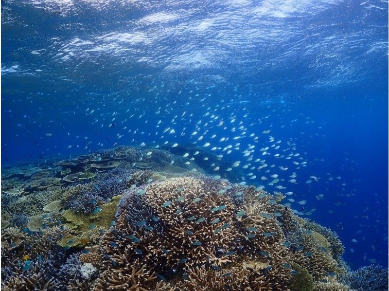 石垣島【ライセンス不要・初心者歓迎・船で行く】 大満足体験ダイビングツアー（1日）の紹介画像