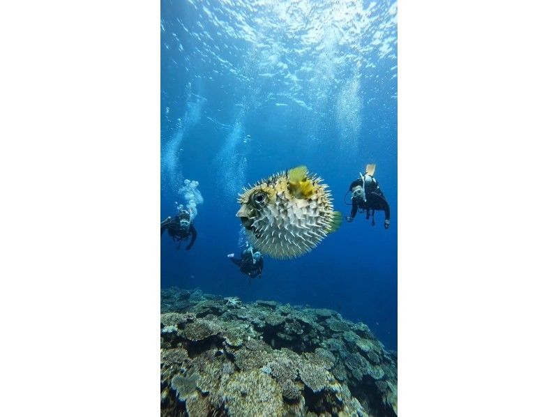 石垣島【ライセンス不要・初心者歓迎・船で行く】 大満足体験ダイビングツアー（1日）の紹介画像