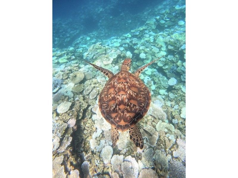  【ANA誌掲載】感動&大満足の半日★幻の島上陸ドローン撮影無料&times;ウミガメシュノーケル★【2歳〜85歳】写真・送迎無料！シャワー＆駐車場完備の紹介画像