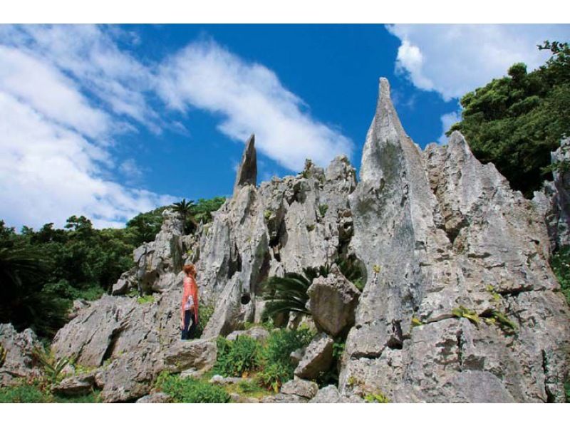 ★All entrance fees included★ [Departing from Naha, Okinawa] Let's go to Yanbaru! Tour the Rail Forest and Oishirinzan Mountain, Yanbaru National Park Nature Enjoyment Course (Course C)の紹介画像