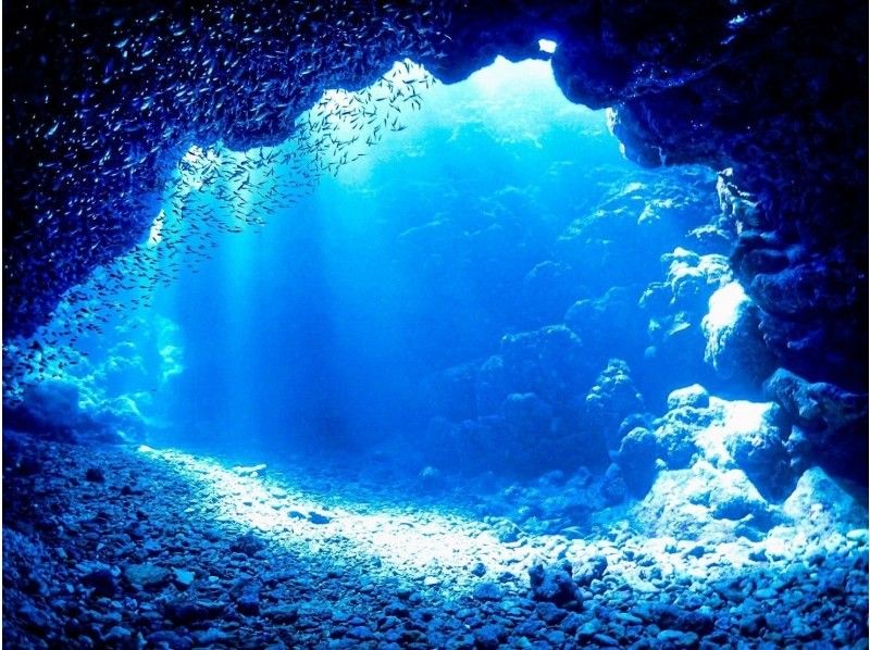 沖繩/石垣島/有趣的潛水 我們還將引導您前往世界領先的蝠鱝點之一！對於C卡持有者！の紹介画像