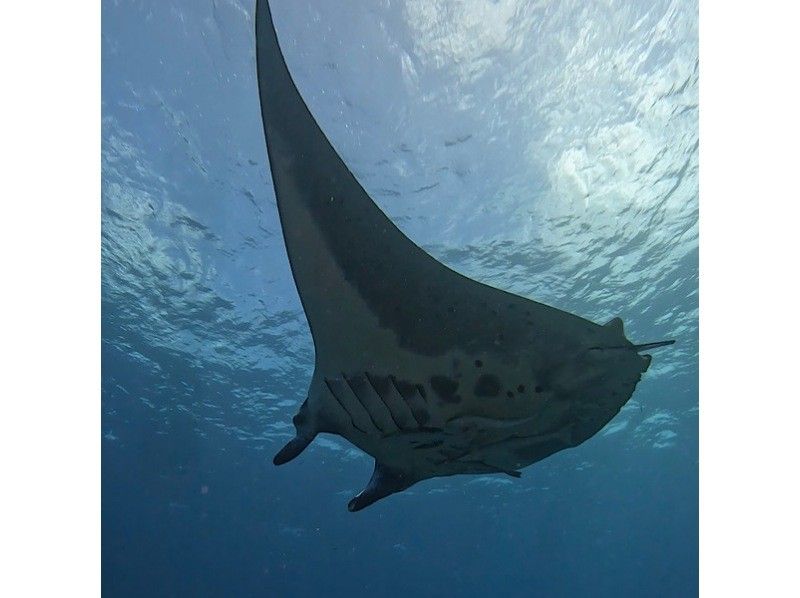 Okinawa/Ishigaki/Fun diving We will also guide you to one of the world's leading manta points! For C card holders!の紹介画像