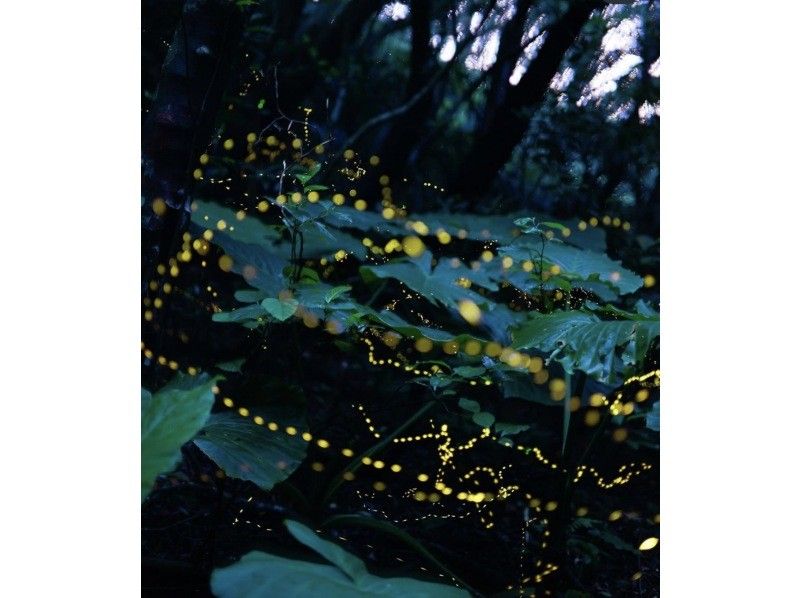 [Natural illuminations♪] Set plans are great value♪☆ Yaeyama firefly viewing plan ☆の紹介画像