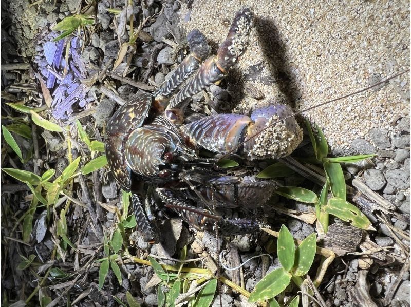 【石垣島／ナイトツアー】ヤシガニ遭遇率99%★天の川鑑賞★お子様連れにもおすすめ！夜のジャングルで生き物に触れよう★（写真データ無料）の紹介画像