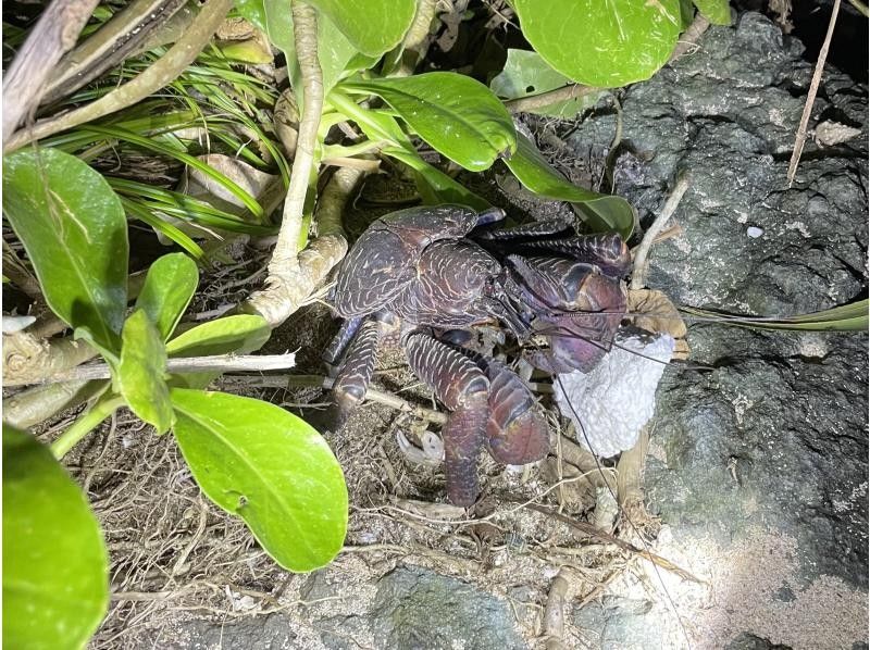 【石垣島／ナイトツアー】お子様連れにもおすすめ！夜のジャングルで南の島の生き物を探そう☆の紹介画像