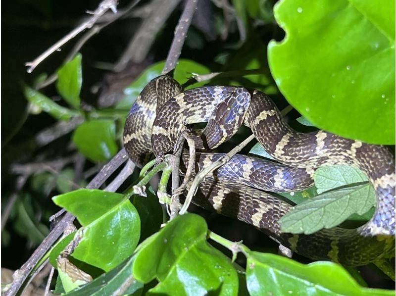 【石垣島／ナイトツアー】ヤシガニ遭遇率99%★天の川鑑賞★お子様連れにもおすすめ！夜のジャングルで生き物に触れよう★（写真データ無料）の紹介画像