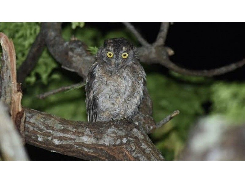 【石垣島／ナイトツアー】お子様連れにもおすすめ！夜のジャングルで南の島の生き物を探そう☆の紹介画像