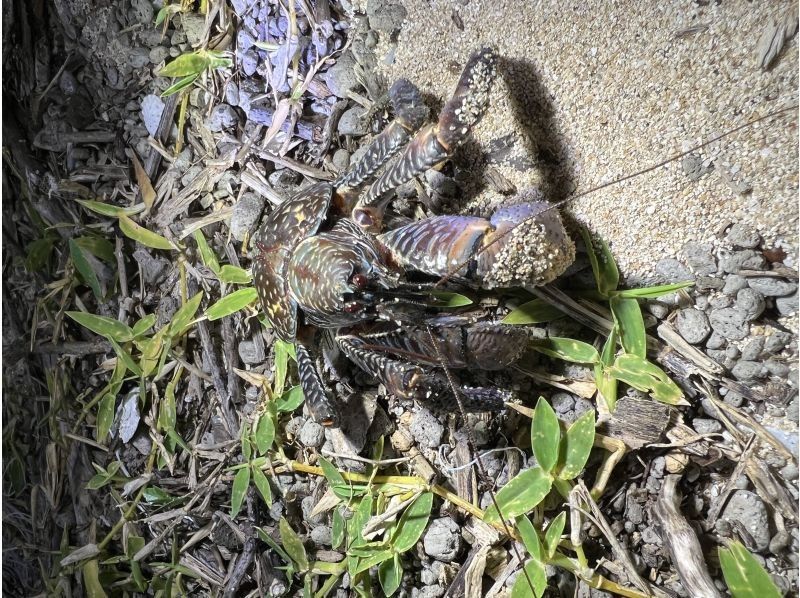 【石垣島／ナイトツアー】お子様連れにもおすすめ！夜のジャングルで南の島の生き物を探そう☆の紹介画像