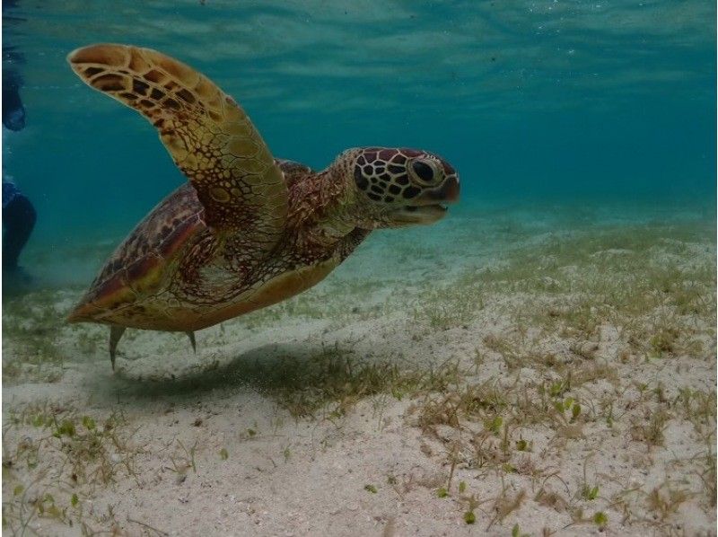 [Okinawa Prefecture • Miyakojima] A convenient 60-minute plan is popular and fun to go to the sea! ️ A plan to go to the best beach in the Orient! ️ Recently it has become popular because it is convenient! ️の紹介画像