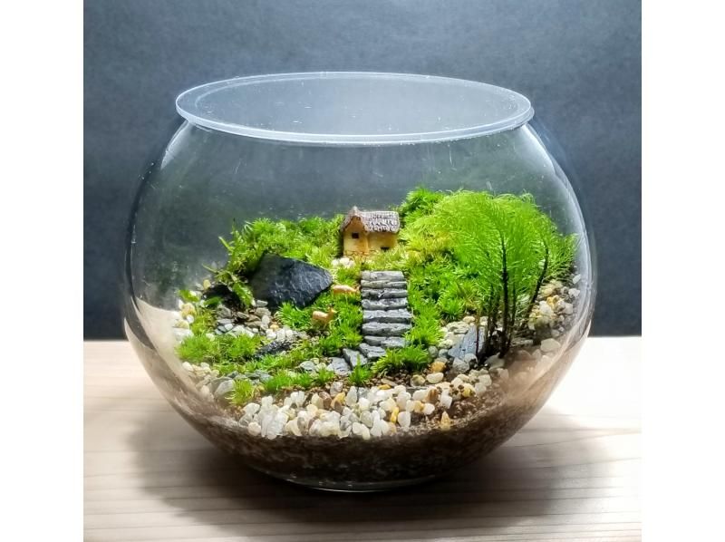 【大阪・淀川区】コケテラリウム作り＼直径15cm容器プラン／カップルやプレゼントにもおススメ♪苔のインテリアの紹介画像