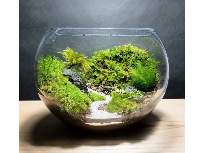 [Yodogawa-ku, Osaka] Moss terrarium making \ 15cm diameter container plan / Recommended for couples and gifts ♪ Moss interiorの紹介画像