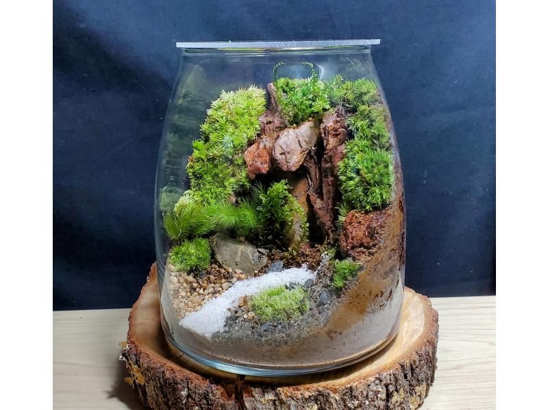 【大阪・淀川区】コケテラリウム作り＼ツマミ付きフタ容器プラン／カップルや初めての方にもオススメの紹介画像