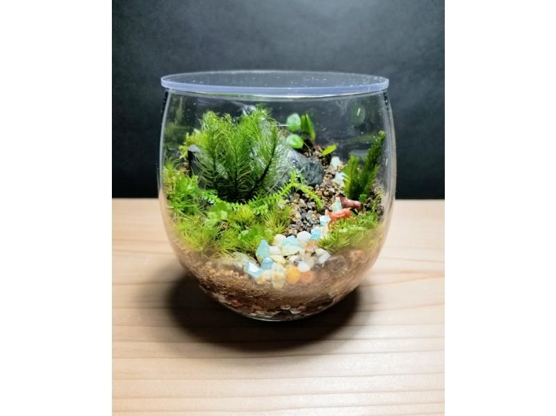 [Yodogawa-ku, Osaka] Making a moss terrarium \ 8cm diameter flat container with lid plan / Recommended for couples and first-timersの紹介画像