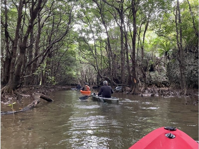 [Okinawa, Ishigaki Island] Mangrove Kayak Tour with Lunch (Yaeyama Soba)の紹介画像