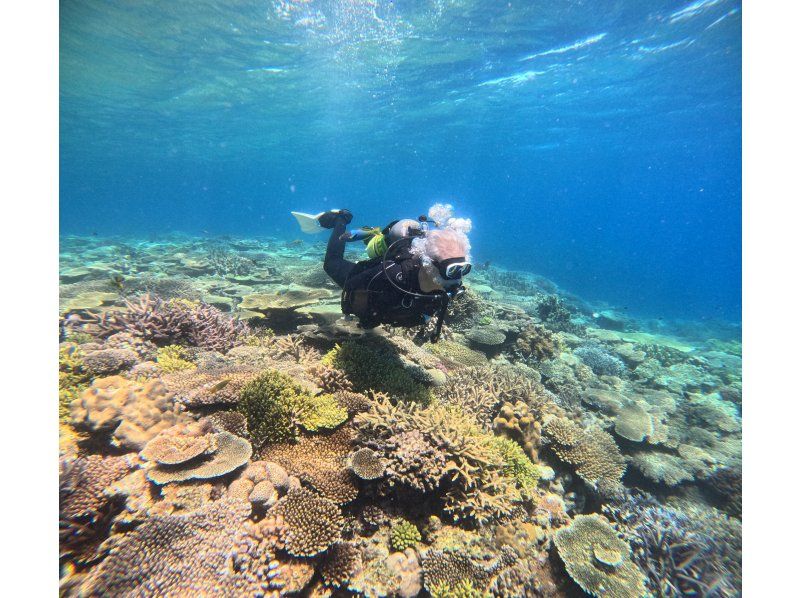 SALE! [Okinawa, Sesoko Island/Minna Island] Near the Churaumi Aquarium, 2 boat diving experience! Beginners can feel at ease with a private instructor! Pick-up and drop-off available!の紹介画像