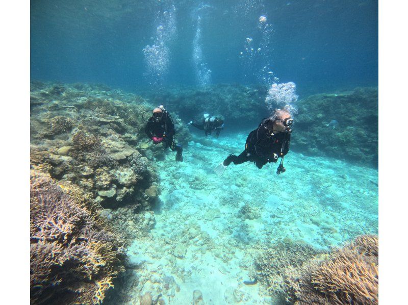 【沖縄・瀬底島/水納島】美ら海水族館近く、ボートで行く2ボート体験ダイビング！インストラクター貸し切りで初心者安心！ 送迎可！の紹介画像