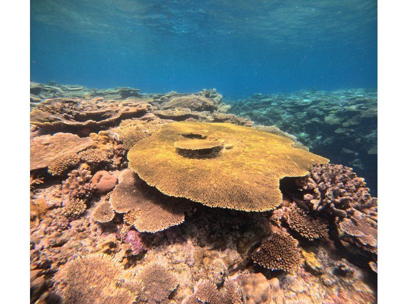 【沖縄・瀬底島/水納島】美ら海水族館近く、ボートで行く2ボート体験ダイビング！インストラクター貸し切りで初心者安心！ 送迎可！の紹介画像