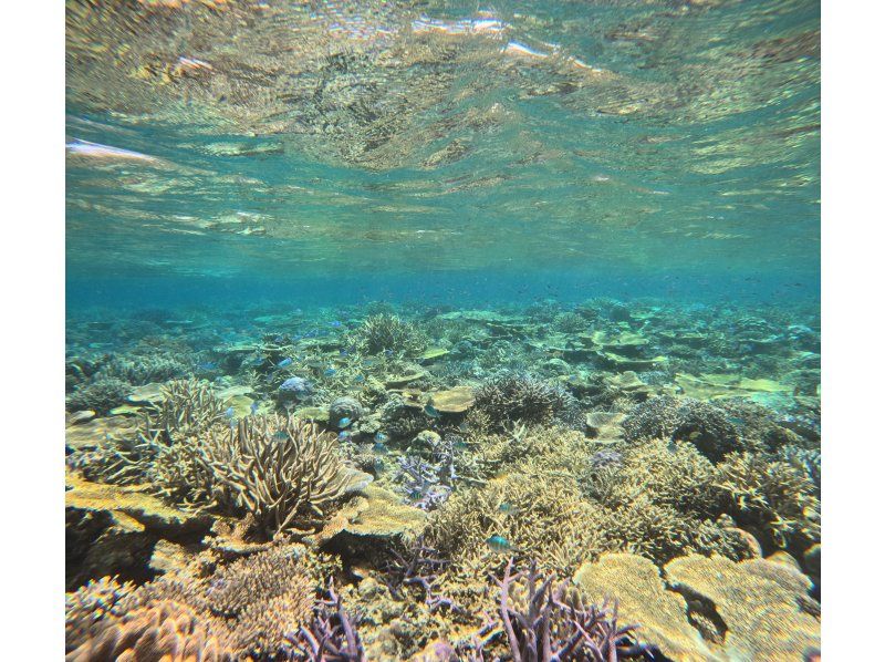 SALE! [Okinawa, Sesoko Island/Minna Island] Near the Churaumi Aquarium, 2 boat diving experience! Beginners can feel at ease with a private instructor! Pick-up and drop-off available!の紹介画像