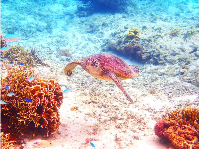 【沖縄・糸満市】ウミガメ高遭遇率の天然水族館ジョン万ビーチで貸切シュノーケリング！送迎付き！エサやり体験付き！