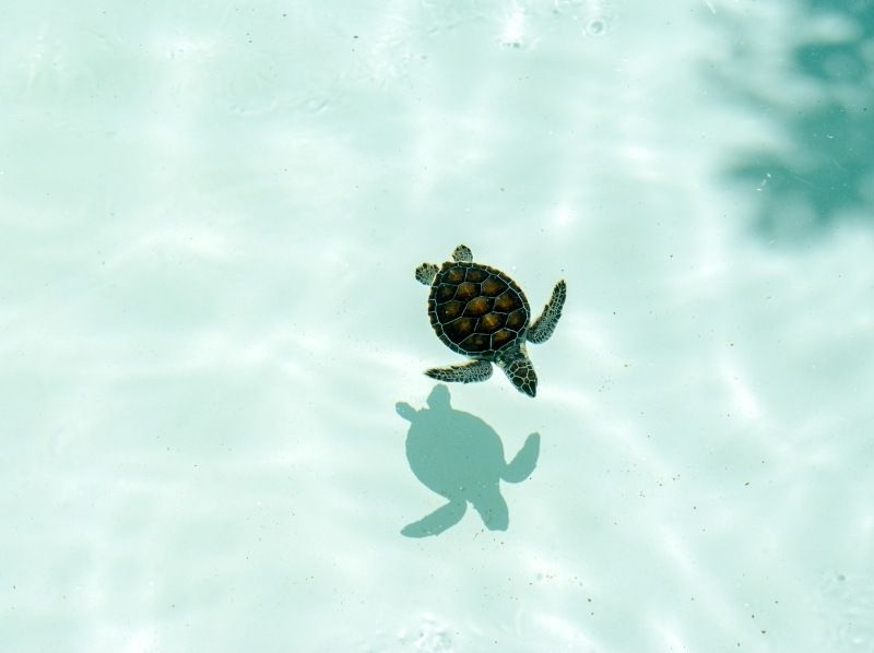 【沖縄・宮古島】1組貸切クリアカヤック 初心者・家族OK｜ドローン撮影＆返金保証の紹介画像