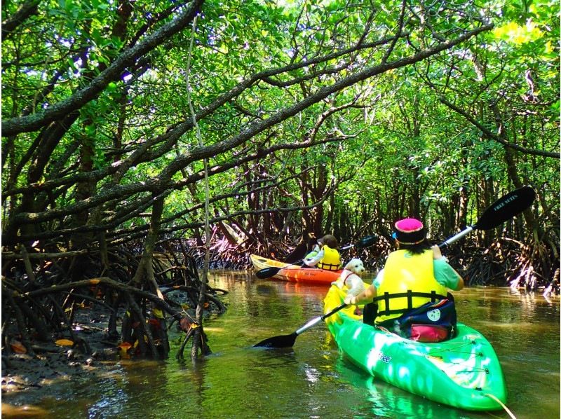 [Ishigaki island ・ One pair of chartered! 】 Impressive sunset! Mangrove & Sunset Kayak!の紹介画像