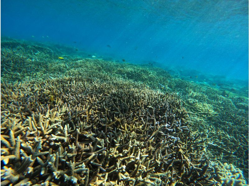 [Okinawa, Sesoko Island] Free 4K camera (GoPro) photo shoot♪ Banana boat snorkeling tour & 2 types of marine activities held in the sea where sea turtles liveの紹介画像