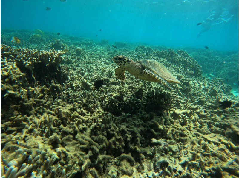 [Okinawa, Sesoko Island] Free 4K camera (GoPro) photo shoot♪ Banana boat snorkeling tour & 2 types of marine activities held in the sea where sea turtles liveの紹介画像