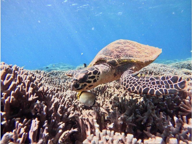 【沖縄・瀬底島】 ウミガメが棲む海で開催　バナナボートで行くシュノーケリングツアー＆マリン２種 ４Kカメラ(GoPro)撮影無料プレゼント♪の紹介画像