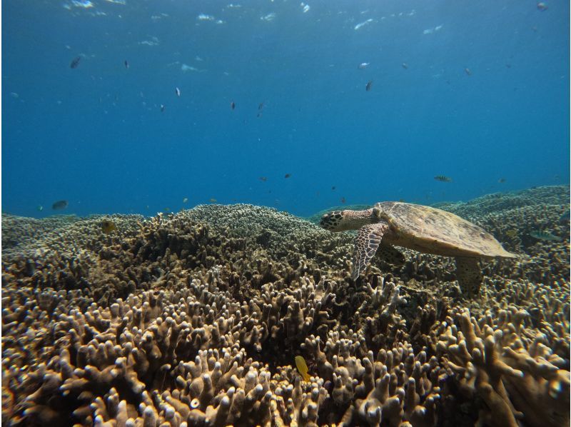 [Okinawa, Sesoko Island] Free 4K camera (GoPro) photo shoot♪ Banana boat snorkeling tour & 2 types of marine activities held in the sea where sea turtles liveの紹介画像