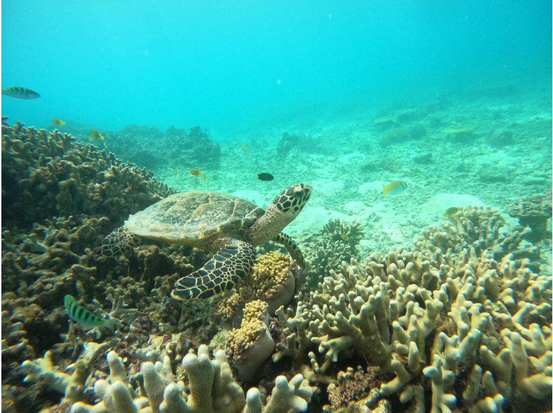 [Okinawa, Sesoko Island] Free 4K camera (GoPro) photo shoot♪ Banana boat snorkeling tour & 2 types of marine activities held in the sea where sea turtles liveの紹介画像