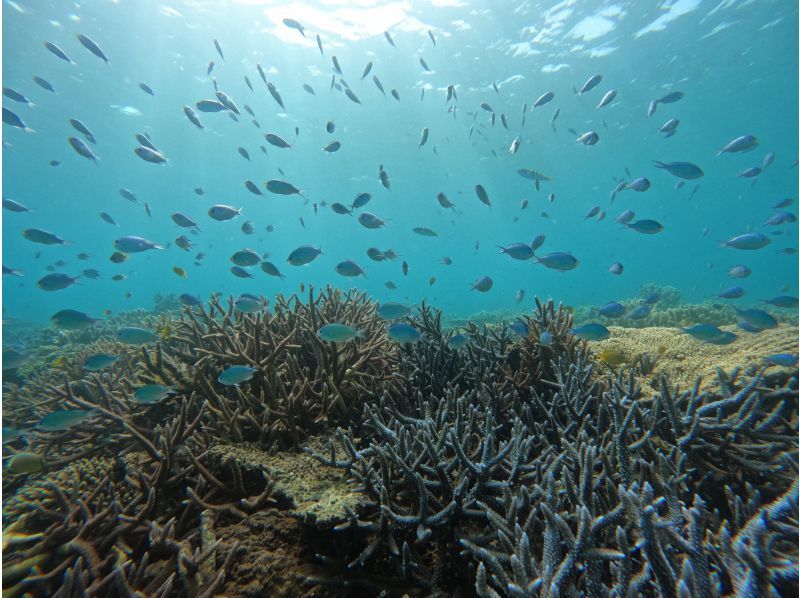 [Okinawa, Sesoko Island] Free 4K camera (GoPro) photo shoot♪ Banana boat snorkeling tour & 2 types of marine activities held in the sea where sea turtles liveの紹介画像