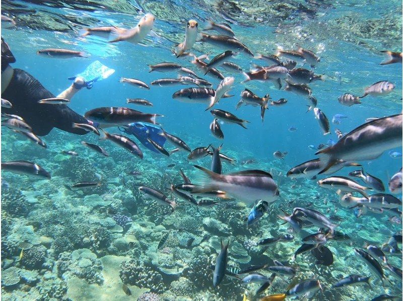 [Okinawa, Sesoko Island] A banana boat snorkeling tour and two types of marine activities held in the sea where sea turtles live. Free 4K camera (GoPro) photography provided.の紹介画像