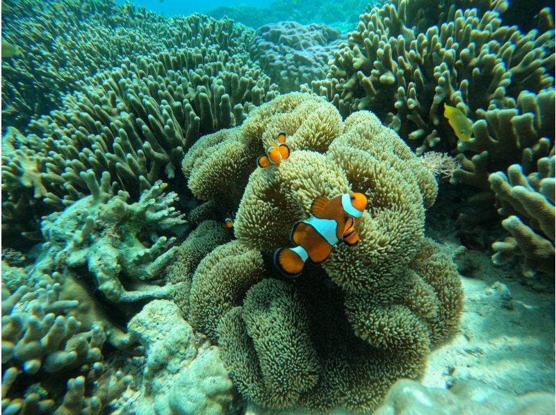 [Okinawa, Sesoko Island] A banana boat snorkeling tour and two types of marine activities held in the sea where sea turtles live. Free 4K camera (GoPro) photography provided.の紹介画像