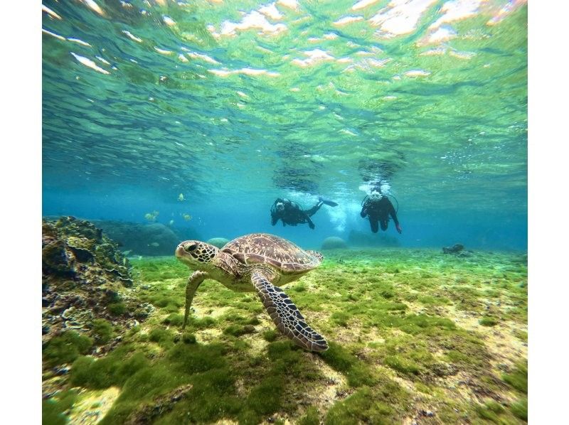 [Private trial diving] Use a full-face mask that keeps your face dry and makes it easy to breathe, and the latest equipment! No cancellation fee! Free GoPro rental! Pick-up and drop-off available [Miyakojima]の紹介画像