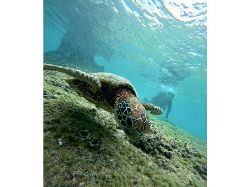 [Full-face mask private diving experience (you can breathe safely and easily without getting your face wet)] Hot shower & changing tent available, GoPro free of charge, pick-up available [Miyakojima]の紹介画像