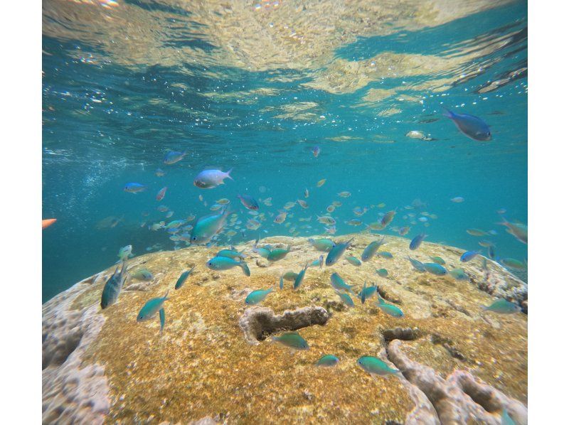 [Full-face mask private diving experience (you can breathe safely and easily without getting your face wet)] Hot shower & changing tent available, GoPro free of charge, pick-up available [Miyakojima]の紹介画像