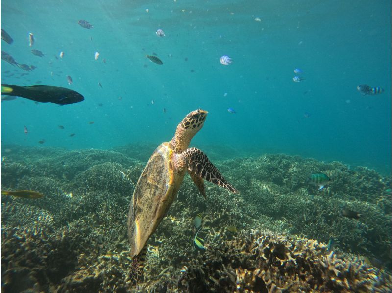 【沖縄・瀬底島】４Kカメラ（GoPro)撮影無料プレゼント♪　ウミガメの棲む海で開催　バナナボートで行くシュノーケリングツアー＆マリン１種の紹介画像