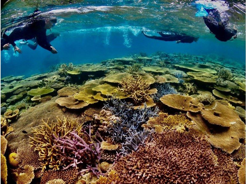 [Okinawa, Onna Village] Fully private! Snorkeling in a pedal kayak ☆ Beginners welcome ☆の紹介画像