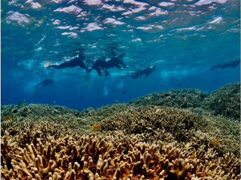 [Okinawa, Onna Village] Fully private! Snorkeling in a pedal kayak ☆ Beginners welcome ☆の紹介画像