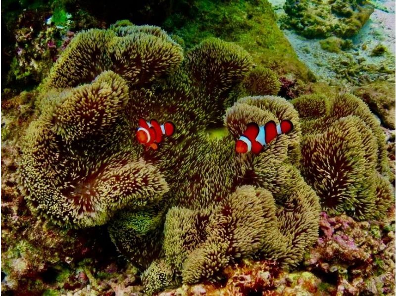 [Okinawa, Onna Village] Fully private! Snorkeling in a pedal kayak ☆ Beginners welcome ☆の紹介画像
