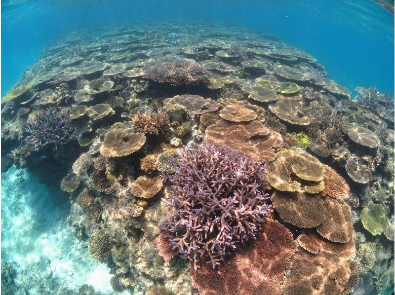 [Okinawa, Onna Village] Fully private! Snorkeling in a pedal kayak ☆ Beginners welcome ☆の紹介画像