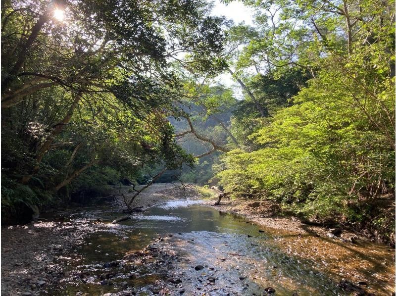 [Okinawa, Yanbaru] World Natural Heritage Hiji Falls Early Morning Biological Observation | Chinese, English, Japanese Guide (2 people)の紹介画像