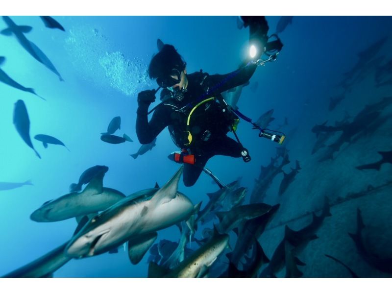 Shark scramble diving! [Chiba/Tateyama] Free transportation from Shibuya! Beginner consultation, experienced people welcome! Group discount available!の紹介画像